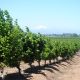 Nutrición mineral en avellano: valores ajustados a Chile