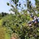 Informe de USDA destaca cosechas tempranas, menor producción de cerezas y disminución de la superficie de vid vinífera en EE UU