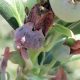 Nuevas opciones para el control de Botrytis