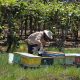 Un programa profesional de abejas puede cubrir por completo lo que el cultivo exige