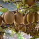 Otoño e invierno: etapas estratégicas para la productividad
