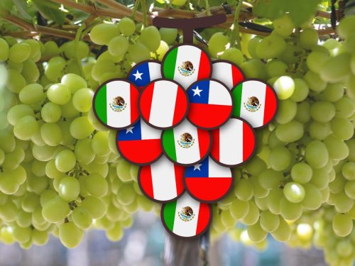 Uveros de Chile, Perú y México unidos para enfrentar problemas comunes