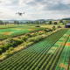 Manejo agronómico basado en biología integrada con datos