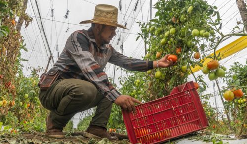Destinan más de 248 millones de pesos en créditos para productores de jitomate en México