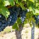 Informe de USDA destaca cosechas tempranas, menor producción de cerezas y disminución de la superficie de vid vinífera en EE UU