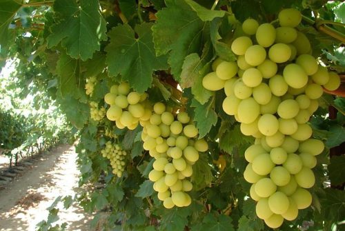 Evolución de la superficie cultivada con uva de mesa en California los últimos 10 años