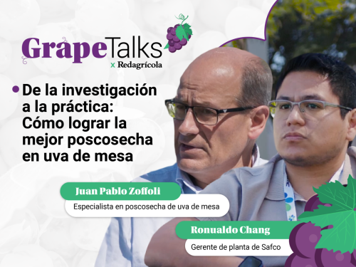 De la investigación a la práctica: Cómo lograr la mejor poscosecha en uva de mesa