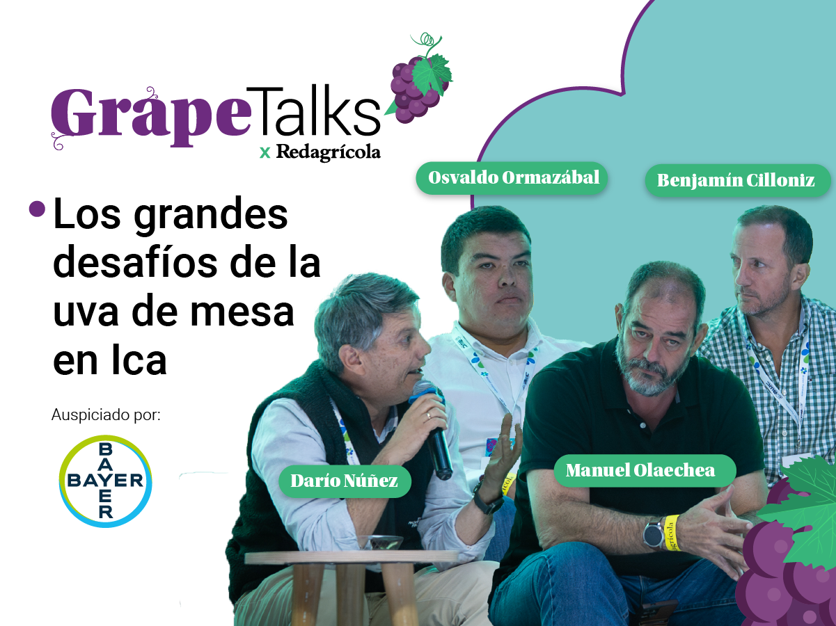 Los grandes desafíos de la uva de mesa en Ica