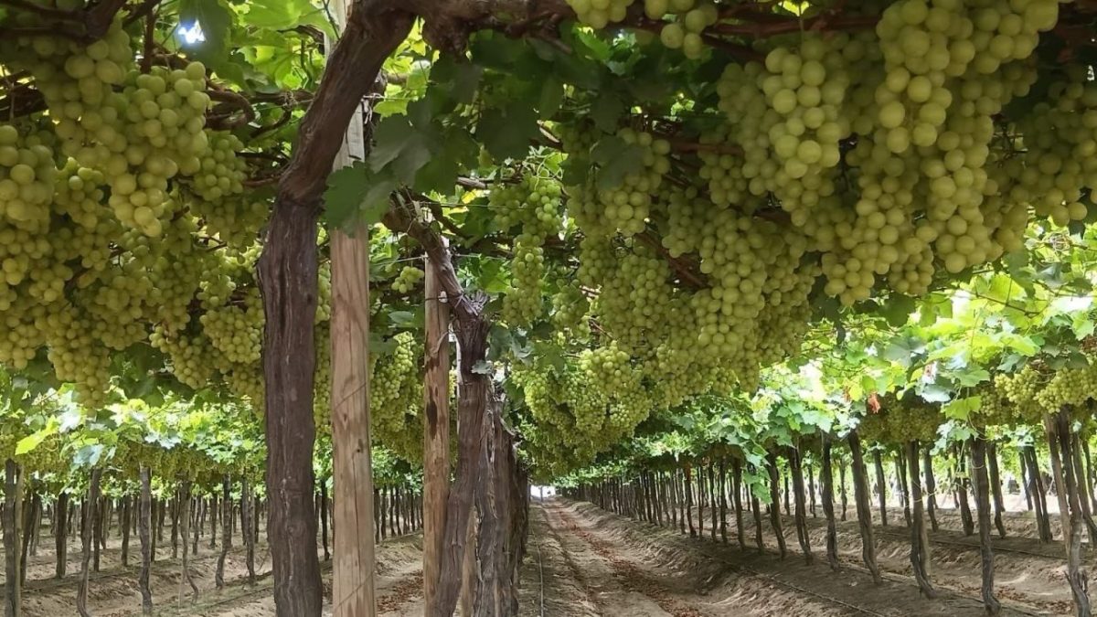 Camposol adelanta su cosecha de uva en Piura para reducir exposición a El Niño