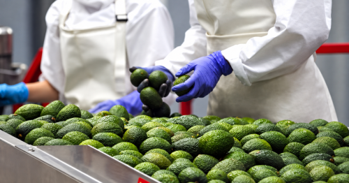 Prohass: Ciencia, innovación y sostenibilidad en la agroexportación de la palta Hass