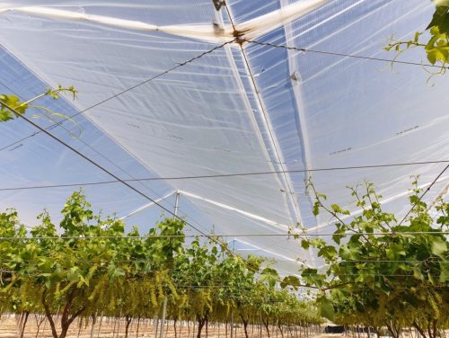 Solgrapes Multicampaña: cobertura técnica para exportar mejor