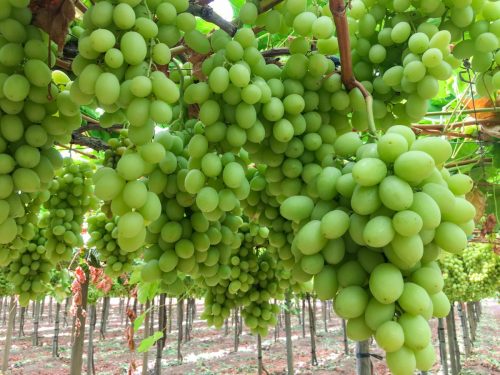 Grupo Silvestre: Desarrollo, validación y proyección social son los pasos para una agricultura moderna