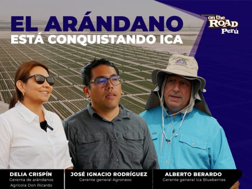 El arándano está conquistando a Ica