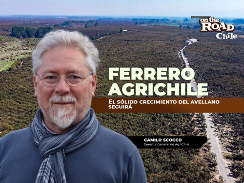 Ferrero/AgriChile: El sólido crecimiento del avellano seguirá