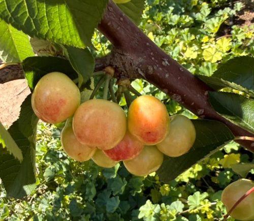 Región de Coquimbo se prepara para una temporada de contrastes: sus cerezas más tempranas, pero con fuerte caída productiva