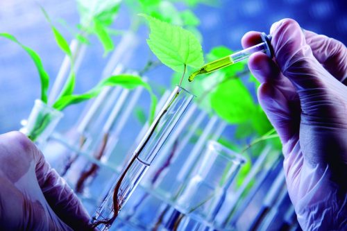 LIDA Plant Research rememora la obtención de su patente internacional