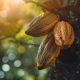 Colombia se posiciona entre los 10 principales productores de cacao del mundo