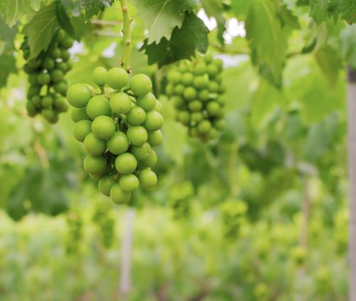 Poscosecha de uva de mesa desde la cosecha