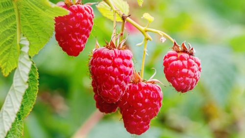 Guadalajara acoge la 14ª Conferencia Mundial de la Frambuesa, con 11 países productores confirmados