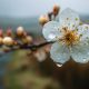 Lluvias primaverales podrían dañar la floración de frutales afectando su producción