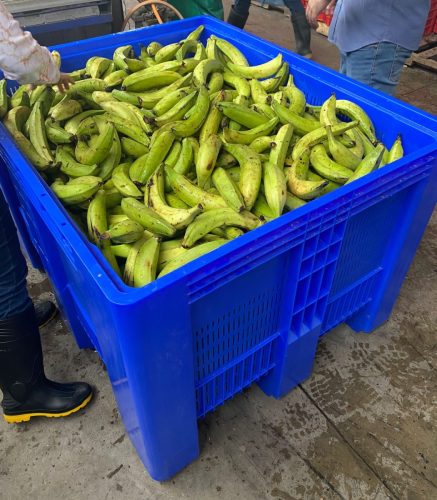 Ventilación y protección para cuidar el plátano durante su maduración