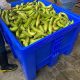 Ventilación y protección para cuidar el plátano durante su maduración