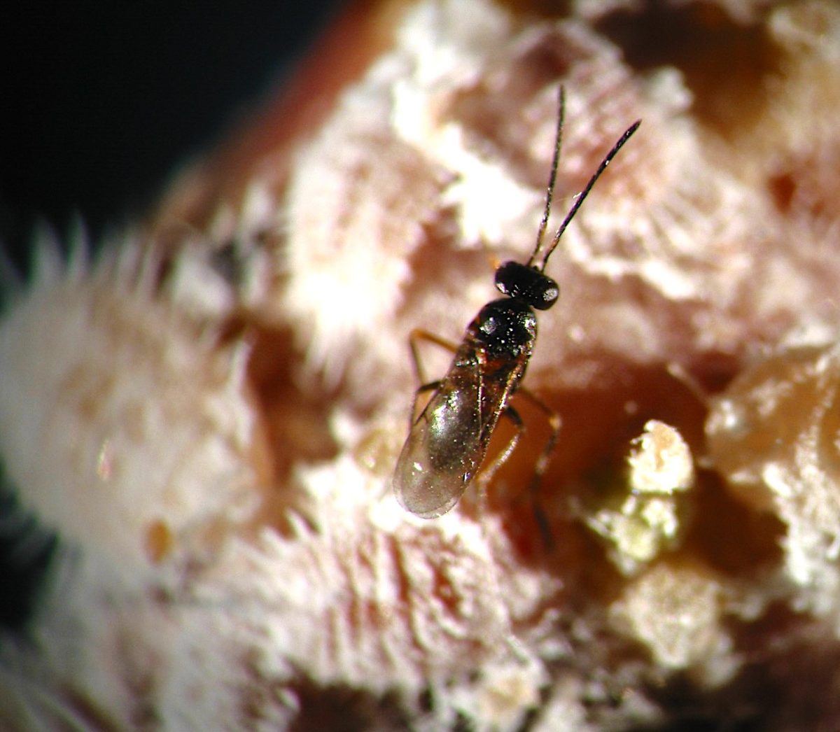 Una actualización de las plagas y enemigos naturales de la vid en Chile