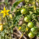 Tres cuencas de Lima albergan una reserva genética para el futuro del tomate