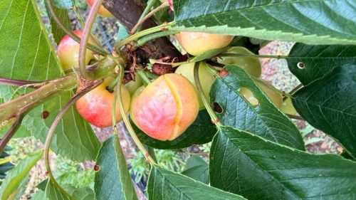 “Esto es un año 2023 potenciado”: hasta 50% de partiduras por lluvias precosecha para la cereza de Ovalle