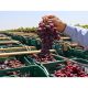 Perú ajusta a la baja su proyección de uva de mesa: prevé 78,7 millones de cajas para esta temporada