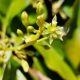 La polinización del palto en el Perú: cuando las flores, el polen, las abejas y el clima deben alinearse