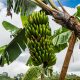 Colombia alerta a Europa: producir un banano en medio del fenómeno del niño y la revaluación de la moneda pone en riesgo 200.000 empleos  