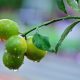 Lluvias intensas podrían afectar la floración y la calidad de los frutos